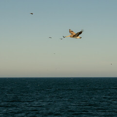 Fototapeta na wymiar Flock of Pelicans Over Santa Barbara Channel