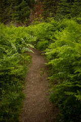 Fototapeta na wymiar Ferns Growing Thick Alongside Trail through Kings Canyon Meadow