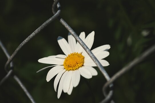 Cinema look of a flower.