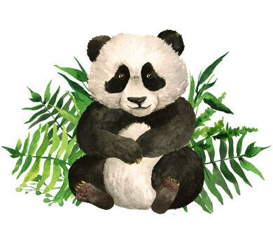 Watercolor  Baby Panda In Green Leaves PNG