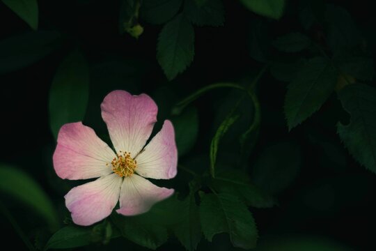 Closeup of a beautiful wild purple flower blooming in a dark leafy forest