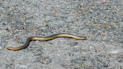 The Slow worm Anguis fragilis