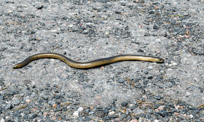 The Slow worm Anguis fragilis
