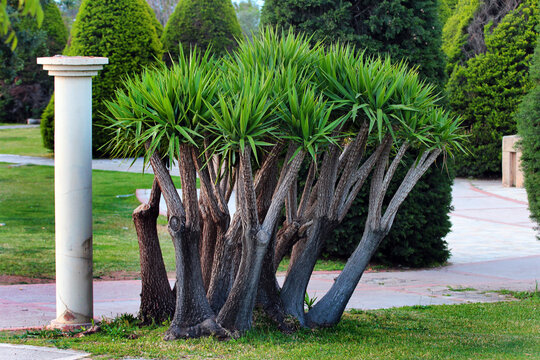 Spineless yucca, or Yucca gigantea, in a public park in Antalya, Turkey