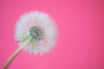 Fluffy dandelion flower on vivid pink background