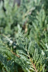 Creeping juniper Blue Chip branch