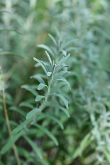 Lavender Essence Purple leaves
