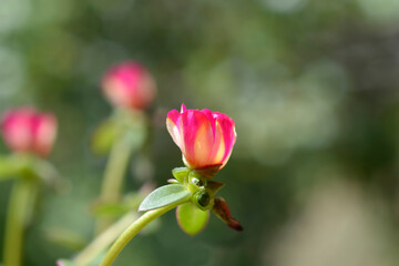 Watermelon Punch Moss Rose flower