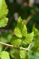 Fototapeta na wymiar Blackberry Black Satin green leaves