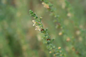 Visianis savory small flowers