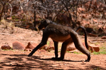 African baboon monkey ape wild red sand and stones