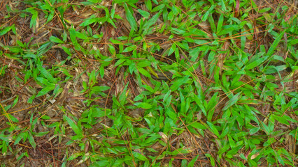 fallen pine-cones on the ground with green grass in the background