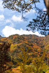 autumn forest in the mountains
