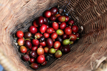 fresh colombian red coffee beans -fruit in a woven basket