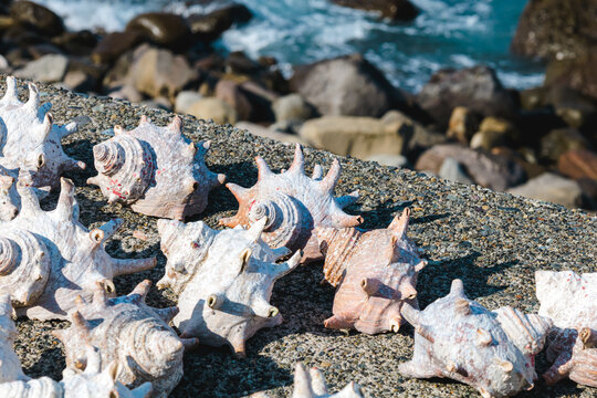 海の幸・貝殻と海辺のイメージ