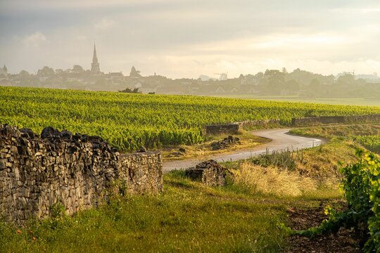 Sunrise in Meursault vineyards