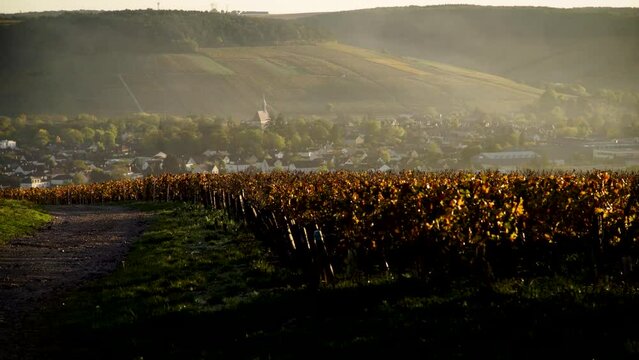 Chablis timelapse vineyard sunrise morning autumn