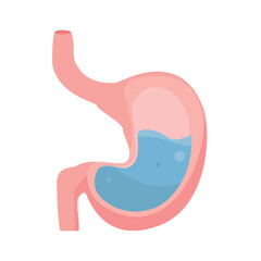 Human Stomach. Full stomach. Bloating