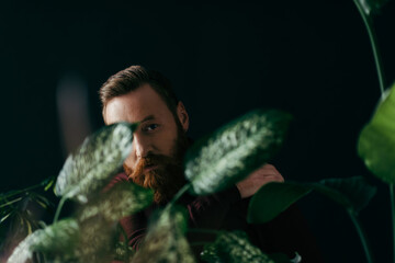 Bearded man looking at camera near blurred plants isolated on black.