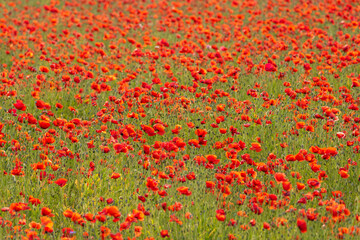 field of poppy flowers