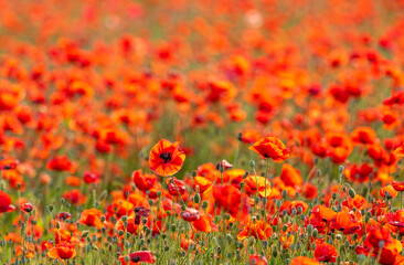 field of poppies