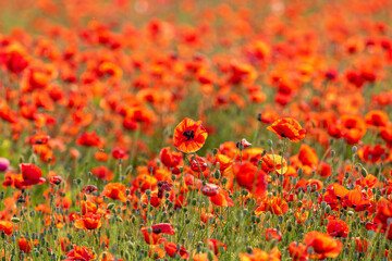 field of poppies