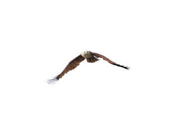 Brahminy kite fly on blue sky