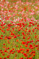 field of red poppies