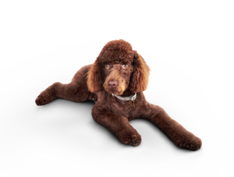 An adorable chocolate brown miniature poodle, pedigree dog, lying down and isolated against a transparent background.