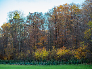 Fototapeta premium Wiederaufforstung im Mischwald im Herbst