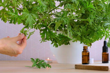A female hand plucking a Citronella Geranium (Scent Geranium, Pelargonium)leaf to make the oil. A...