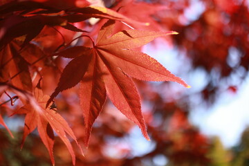 red maple leaves