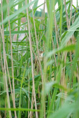 A small bird hiding in high grass near the rive