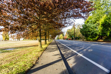 Seatac Streetside Autumn Trees 11