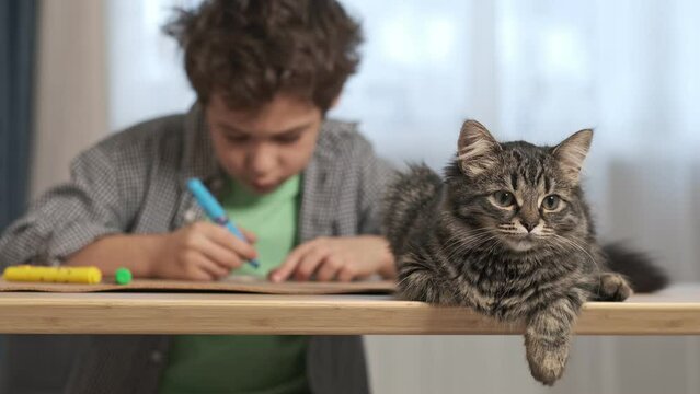 gray tabby cat lies on a table in the background an Asian boy draws with felt-tip pens. Child make homework with pet. Funny kitten sitting on table where kid is writing. Educate at home.