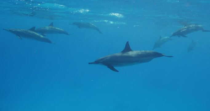 Group of spinner dolphins, Stenella longirostris swimming in blue water.