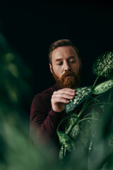 Bearded man in jumper touching leaf of tropical plant isolated on black.