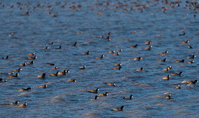 Lake with random coots over the water