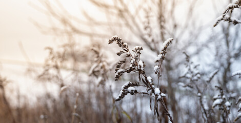 Dry grass in the snow on a sunny background - flowers of the plant with snow.