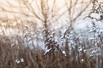Snow suspended on dry grass in the sun - background concept