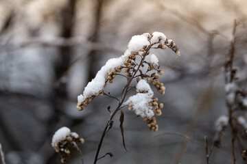 Snow suspended on dry grass in the sun - background concept