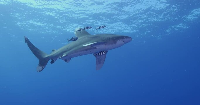 Oceanic whitetip shark swimming in the blue water. Carcharhinus longimanus.