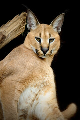 Caracal