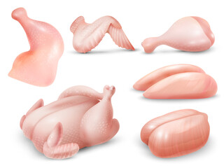 Realistic Chicken Set