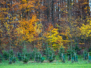 Wiederaufforstung im Mischwald im Herbst