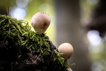 mushroom fascination, a walk through the autumnal forest