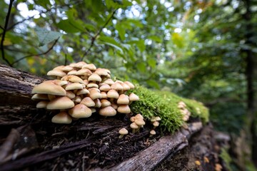 Pilzfaszination, ein Spaziergang durch den herbstlichen Wald