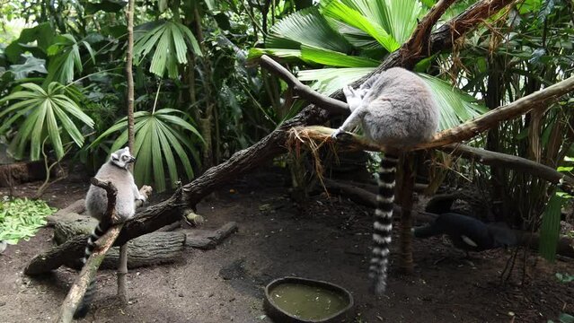 Ringtail lemur looking around in singapore zoo 