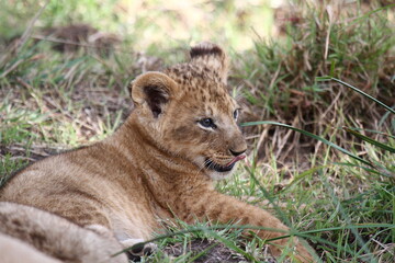 Tiny baby lion cub resting in the green grass