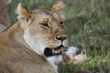Portrait of a lioness resting on green grass with her mouth open and eyes closed